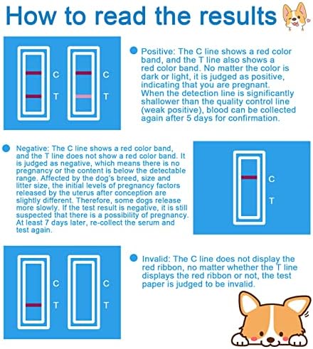 Pet Dog Pregnancy Test Paper,Canine RLN Early Pregnancy Test Kit, Simple Operation for Early Pregnancy Detection Yourself at Home, Pet Pregnancy Test Complete Tool Kit (3PCS) - Image 5