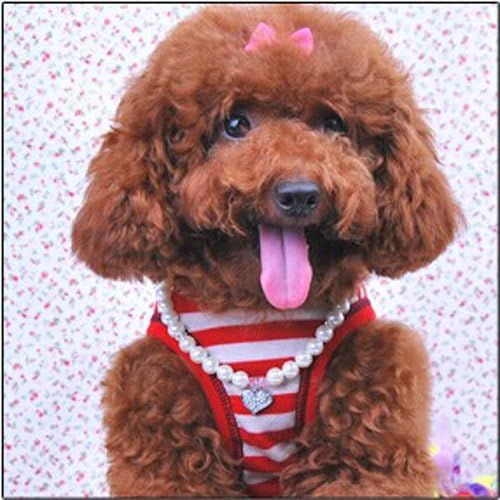 PETFAVORITES Fancy Pinky Crystal Heart Pet Cat Dog Necklace Jewelry with Bling Pearls Rhinestones Charm for Pets Cats Small Dogs Girl Teacup Chihuahua Yorkie Clothes Costume Outfits (8-Inch) - Image 5