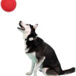 Jolly Pets Tuff Range; Tuff Flyer; 8.5" Flying Disc Dog Chew Toy